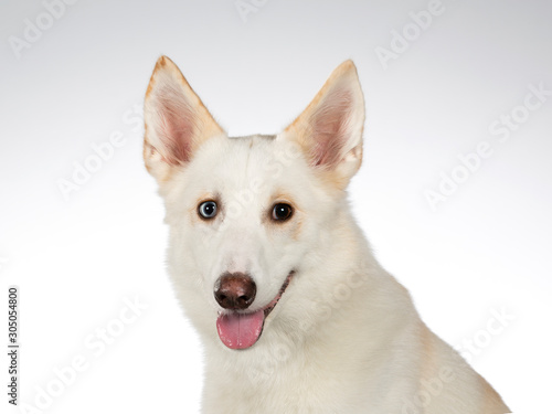 White dog posing in an indoor studio. The dog has heterochromia eyes.