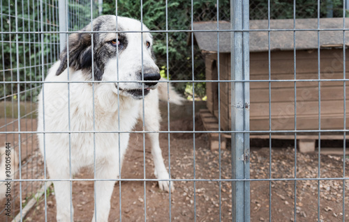 Sad dog behind the bars, caged.