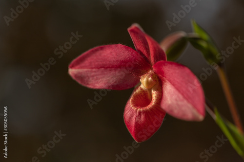 Beautiful red orchid in bloom. Variety Phragmipedium Andean Fire. Home flowers. Blurred background with copy space.