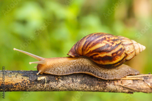 Snails crawl on the branches in nature.