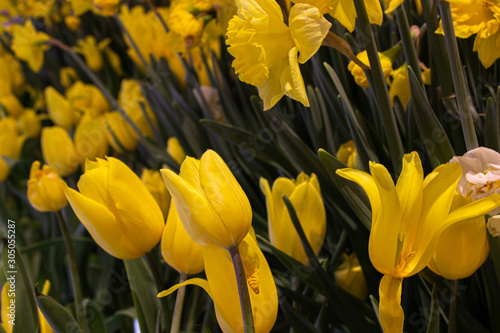 Beautiful tulip yellow flowers inside the garden. Select focus.