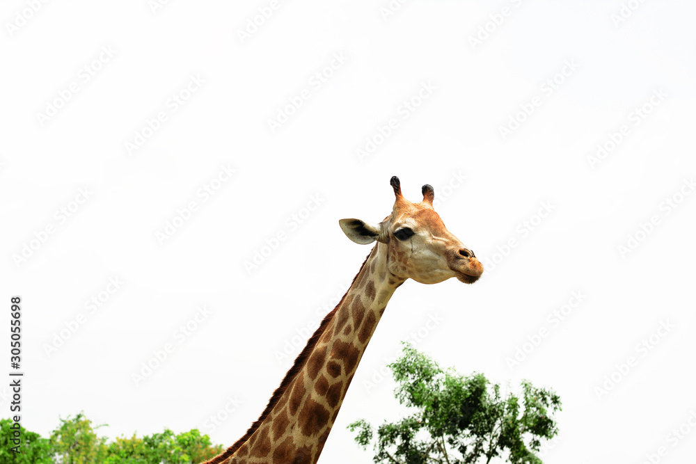 Fototapeta premium A giraffe looking and listening.