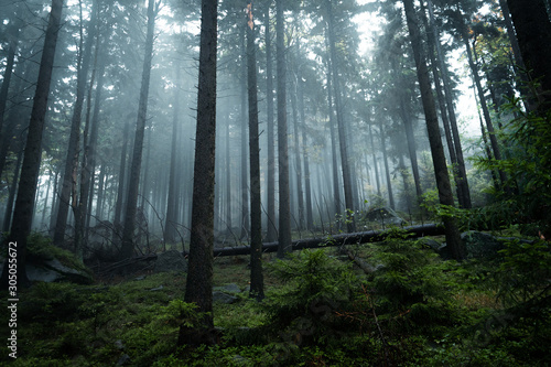 Poland forest with fog and soft light, Stolowe gory, Poland