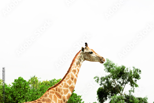 Photography A giraffe looking and listening.