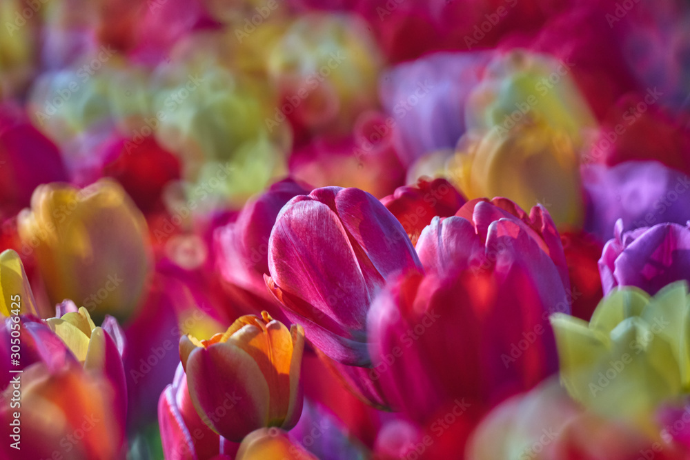 Tulpe Tulpe