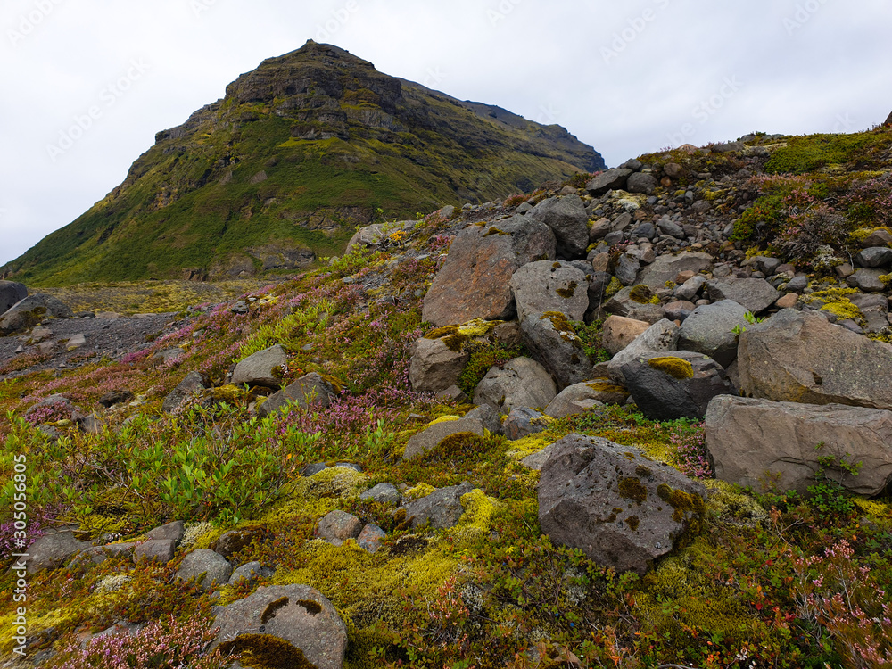 Mountain and autumn flowers in Iceland 