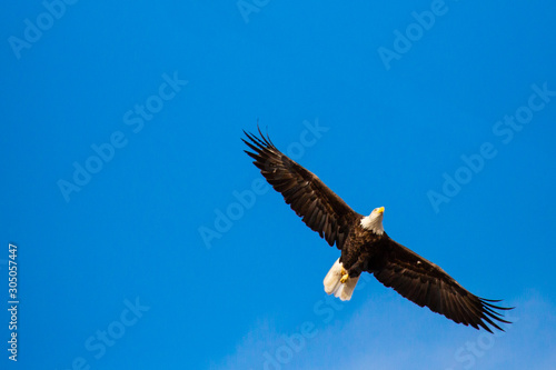 American bald eagle flying in a blue sky with copy space