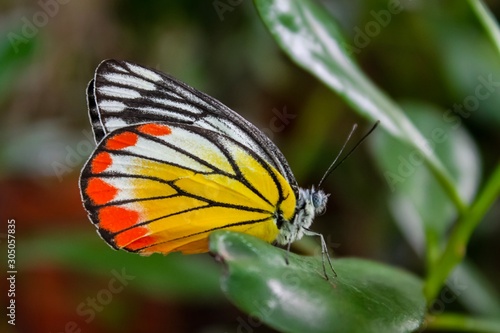 Beautiful butterfly on leaf blurred natural view background 