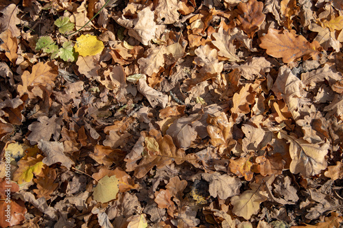 Golden carpet of autumn fallen oak leaves in the sun