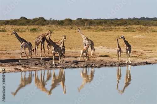 herd of giraffes in Hwange National Park, Zimbabwe 