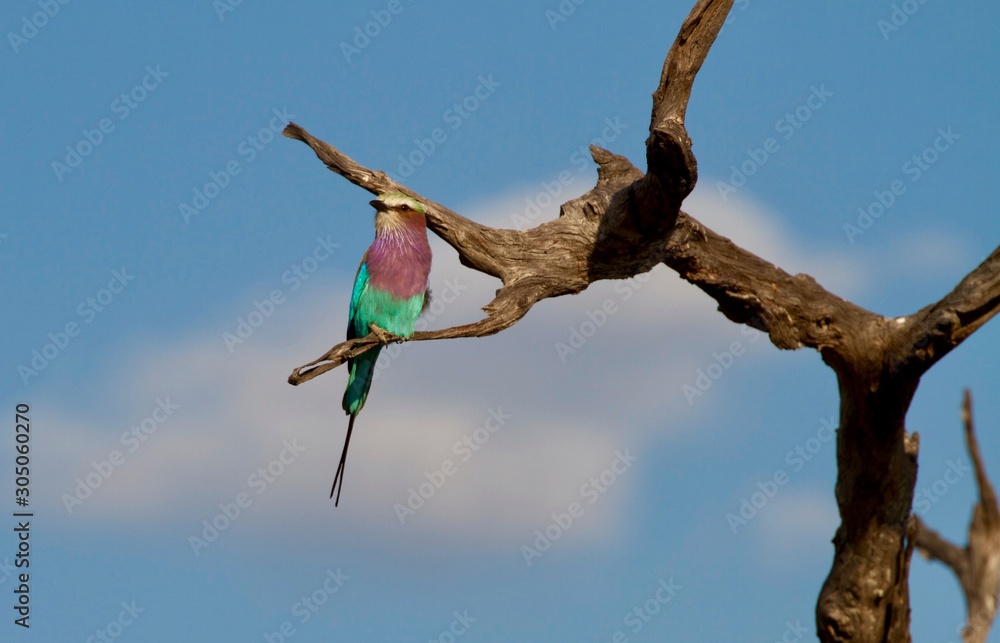 Fototapeta premium Lilac breasted roller bird perched on branch