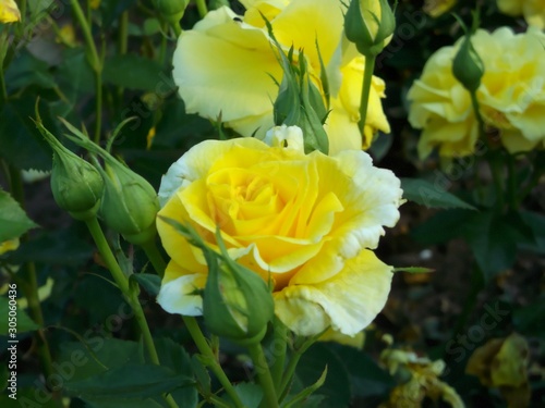 Yellow roses in the garden.