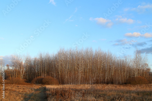 Aspen thickets in autumn on a meadow against a blue sky with clouds