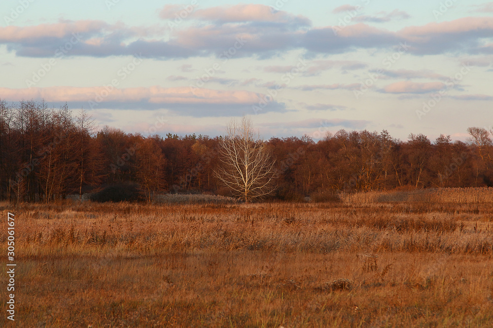 Lonely aspen on the background of a meadow and autumn forest Lonely aspen on the background of a meadow and autumn forest