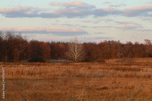Lonely aspen on the background of a meadow and autumn forest