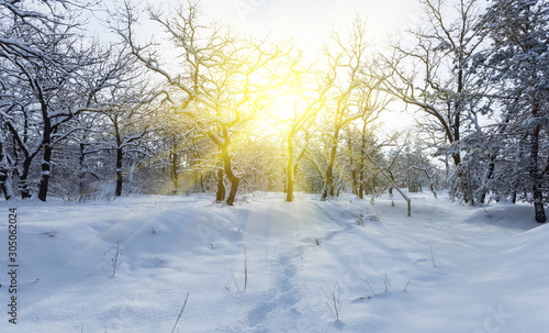 winter snowbound forest in a light of sparkle sun