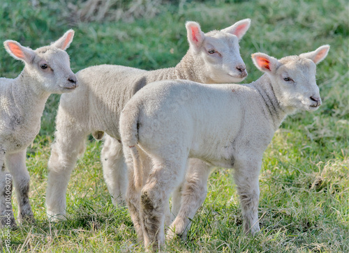 Three lambs on farm