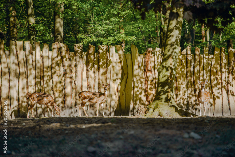 Fallow deer in the woods eating grass. Copy space. Fallow deer in the woods eating grass. Copy space.