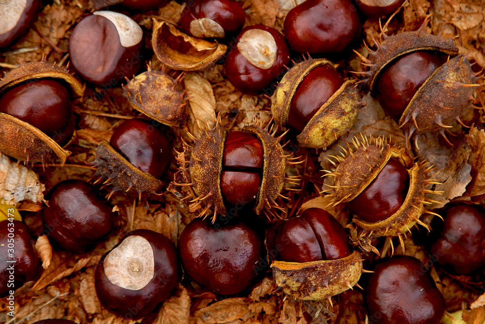 Open chestnuts on fallen yellow leaves in the park Open chestnuts on fallen yellow leaves in the park