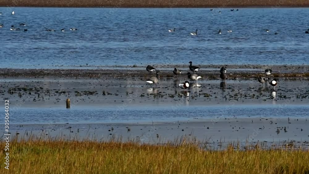 Brent Gooses feeding near seashore at low tide Brent Gooses feeding near seashore at low tide