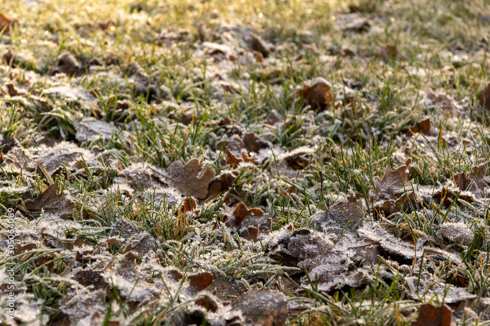 fallen oak leaves covered with white frost fallen oak leaves covered with white frost