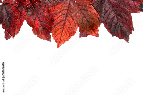 Fallen Dead Autumn Leaves for Background Border