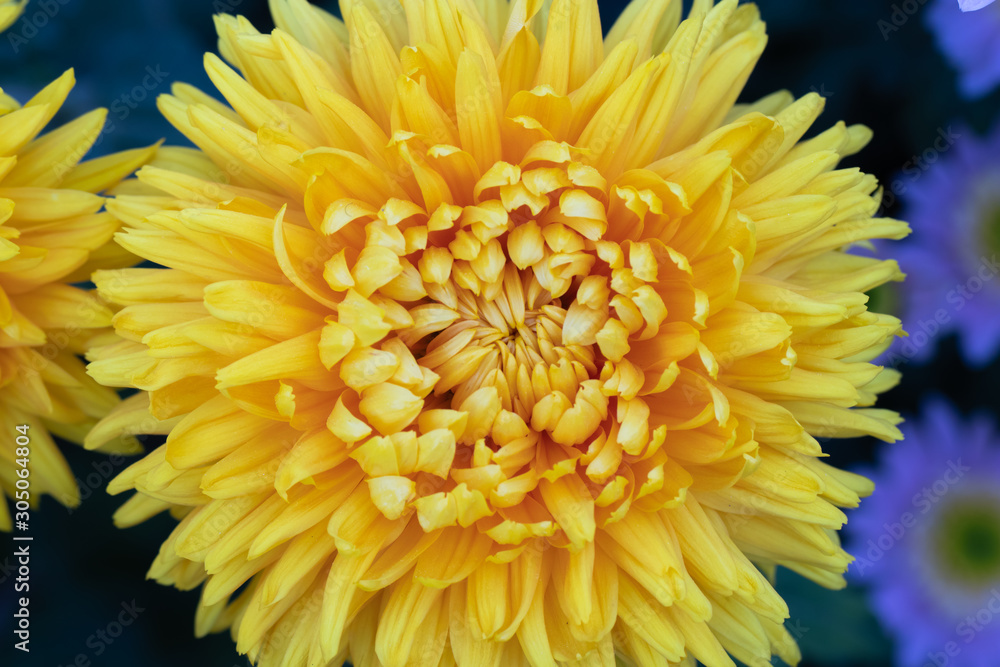 Yellow chrysanthemums close up in autumn Sunny day in the garden. Autumn flowers. Flower head Yellow chrysanthemums close up in autumn Sunny day in the garden. Autumn flowers. Flower head