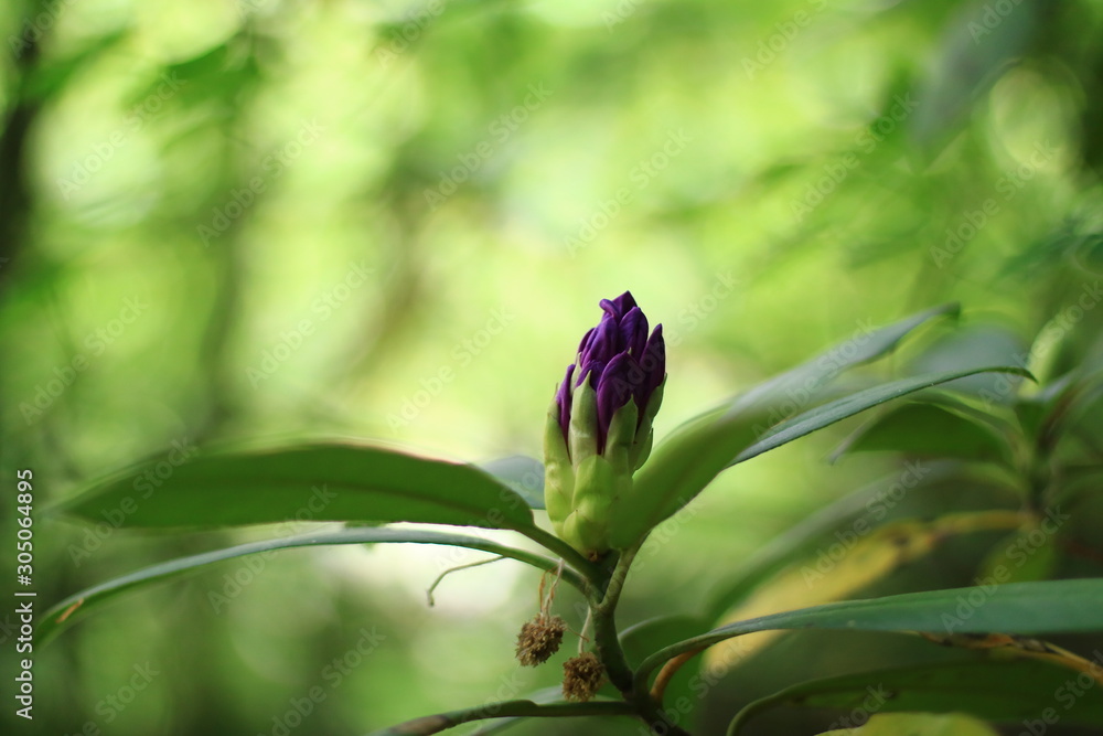 flower on background of green leaves flower on background of green leaves