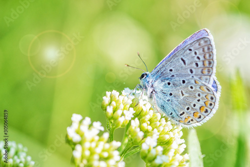 Blue butterfly on a white f...