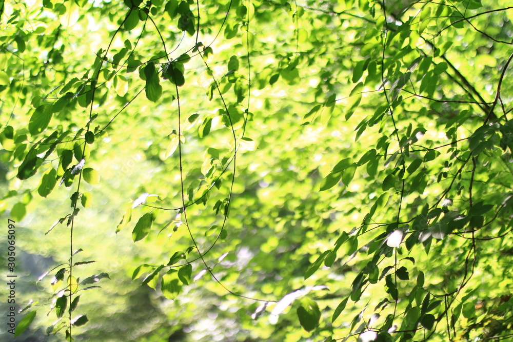 Fototapeta premium background of green leaves