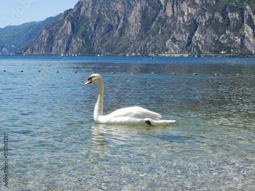Cigno sul lago di Garda con ali spiegate elegante  e bianco photo