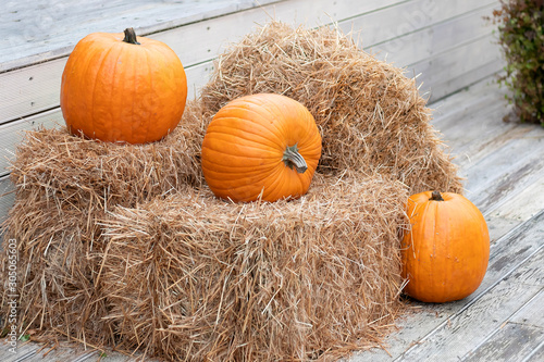 Three yellow pumpkins lies on hay bales. Farm green product. Pumpkin autumn, concept of Halloween and autumn harvest.