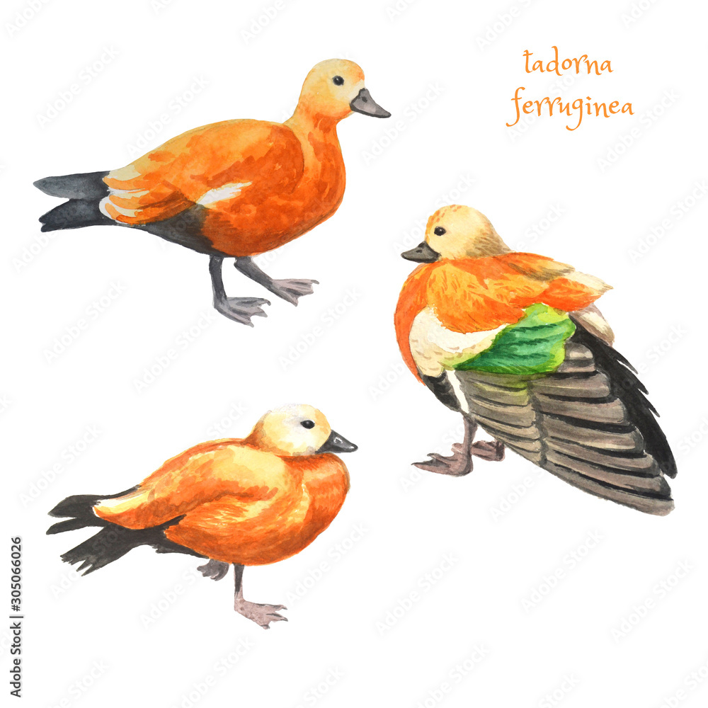Obraz premium Watercolor illustration - sketch of a red duck with green feather. Breed tadorna ferruginea.