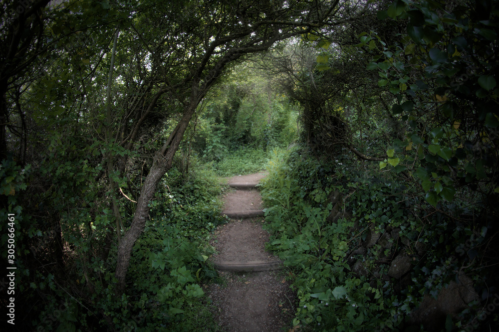 Fototapeta premium tunnel in vegetation
