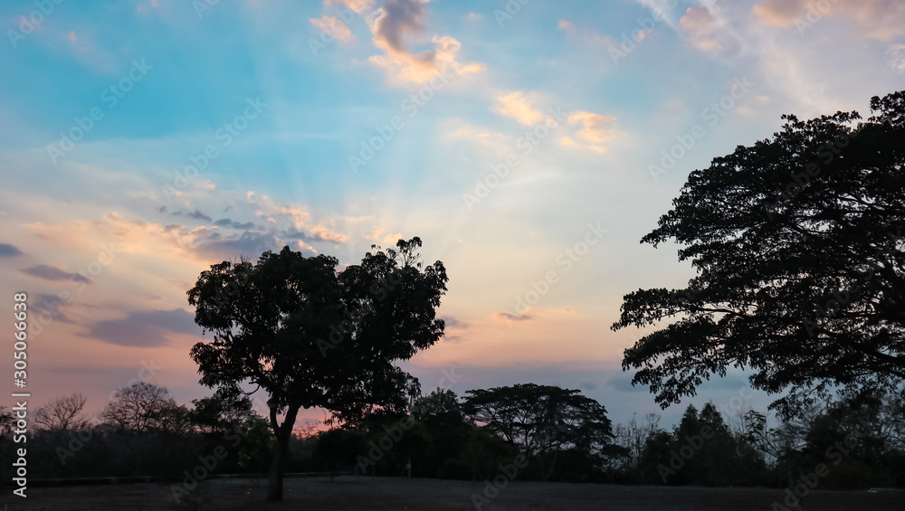 Fototapeta premium beautiful garden views in the afternoon