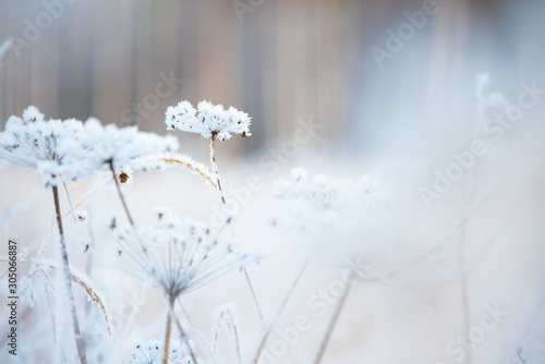 Frost covered dried plant against blurred forest background © ekim