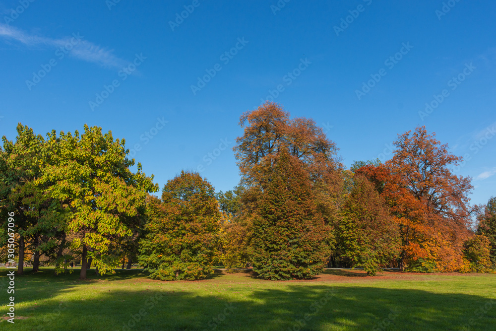 Colorful and vivid autumn colors and bright blue sky in the park