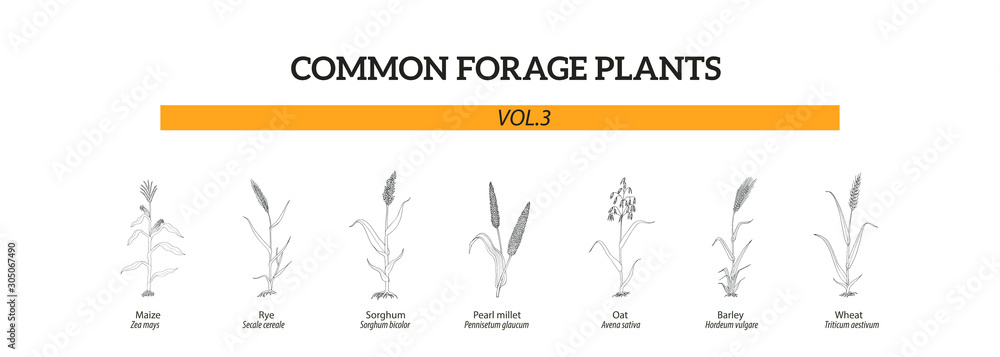 Black and white hand drawn illustration of common Forage plants, vol.3, with rye, sorghum, millet, oat, maize, barley. Black and white hand drawn illustration of common Forage plants, vol.3, with rye, sorghum, millet, oat, maize, barley.