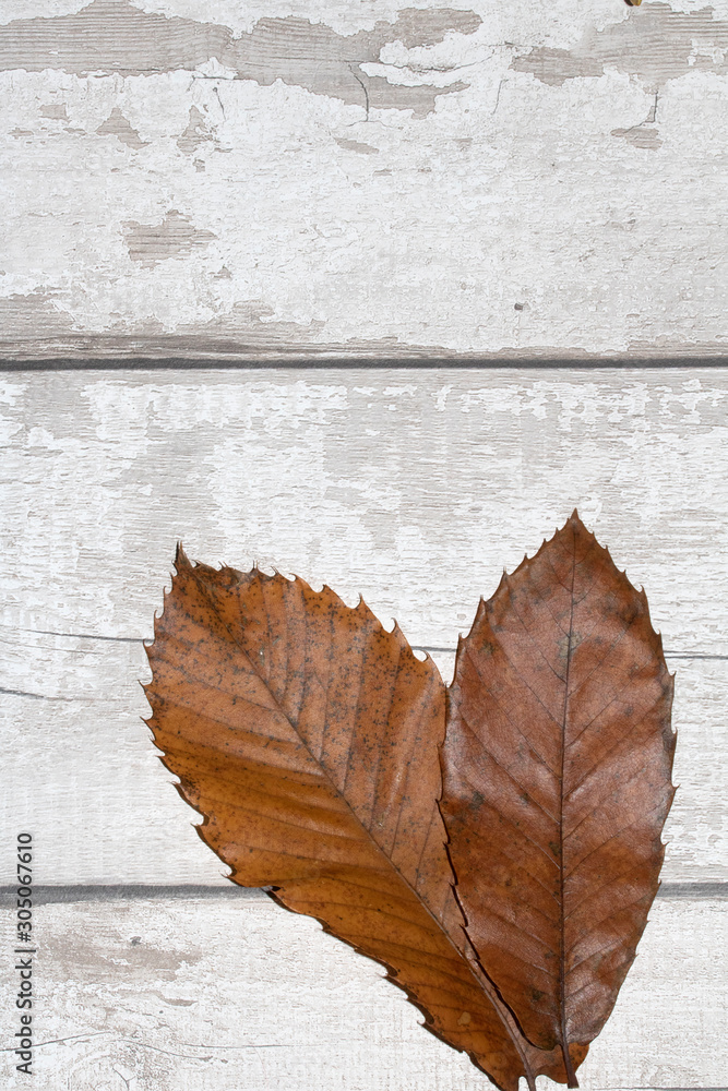 Autumn and Winter Leaves on a Wooden Floor Background Autumn and Winter Leaves on a Wooden Floor Background