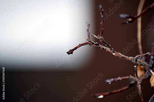 Closeup Rain Drops on Tree Branches 