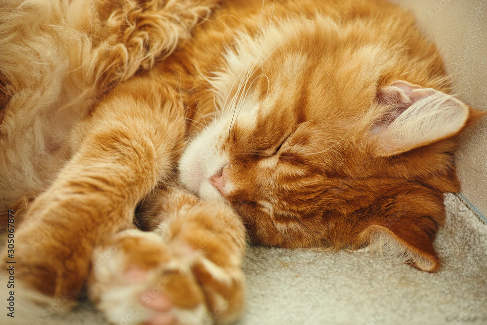Red maine coon cat sleeping on a carpet