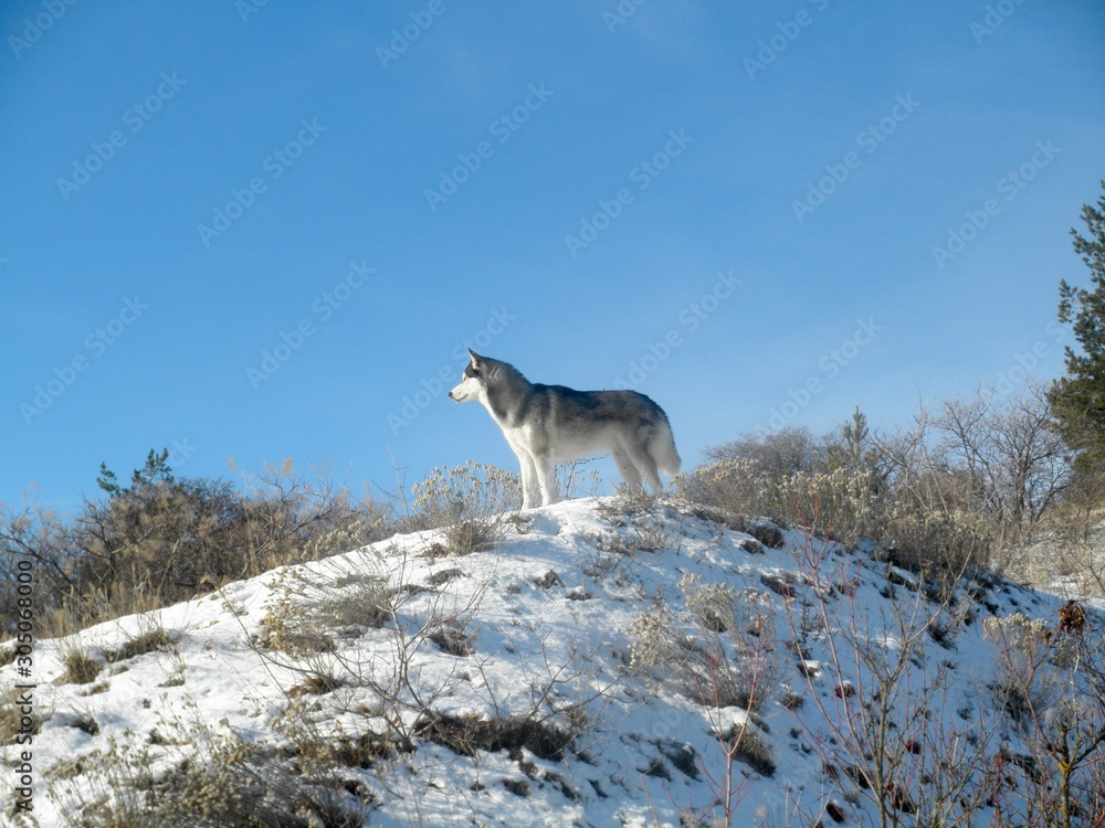 Siberian Husky stands on a snowy hill against the blue sky. Winter landscape