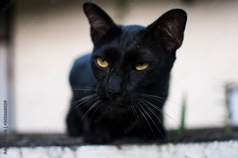 Close-up of black cat staring mischievously into camera.