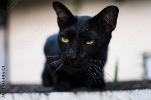 Close-up of black cat staring mischievously into camera. © CaitlinWillow
