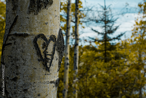 Photo Carved Heart in Birch Tree