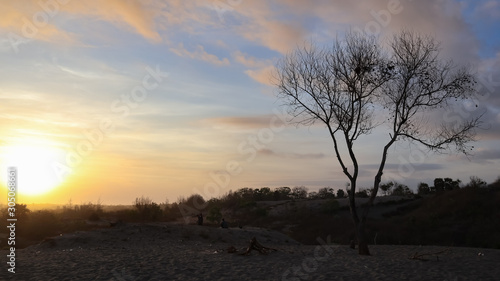 dry tree trunks against a beautiful sky background