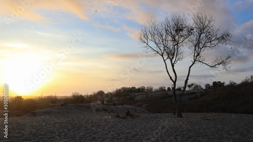 dry tree trunks against a beautiful sky background