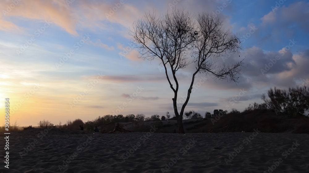 dry tree trunks against a beautiful sky background dry tree trunks against a beautiful sky background