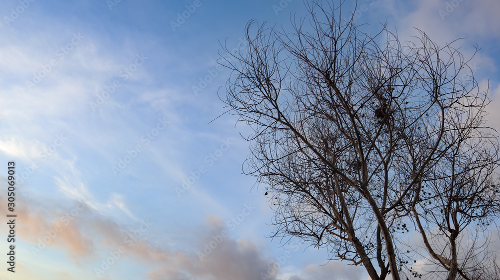 dry tree trunks against a beautiful sky background dry tree trunks against a beautiful sky background