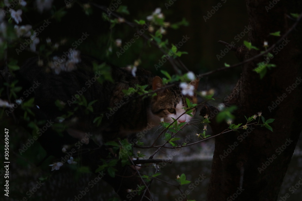 Obraz premium cat on the tree